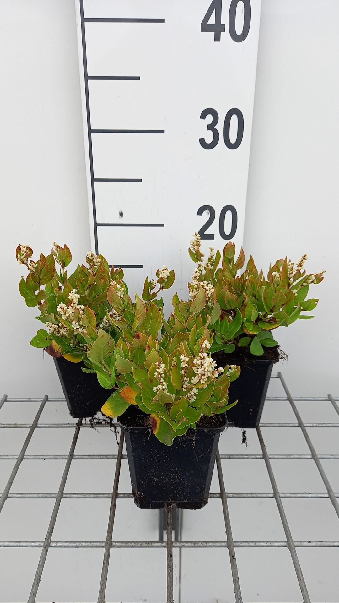 Persicaria kahil - pot 9x9 cm afbeelding