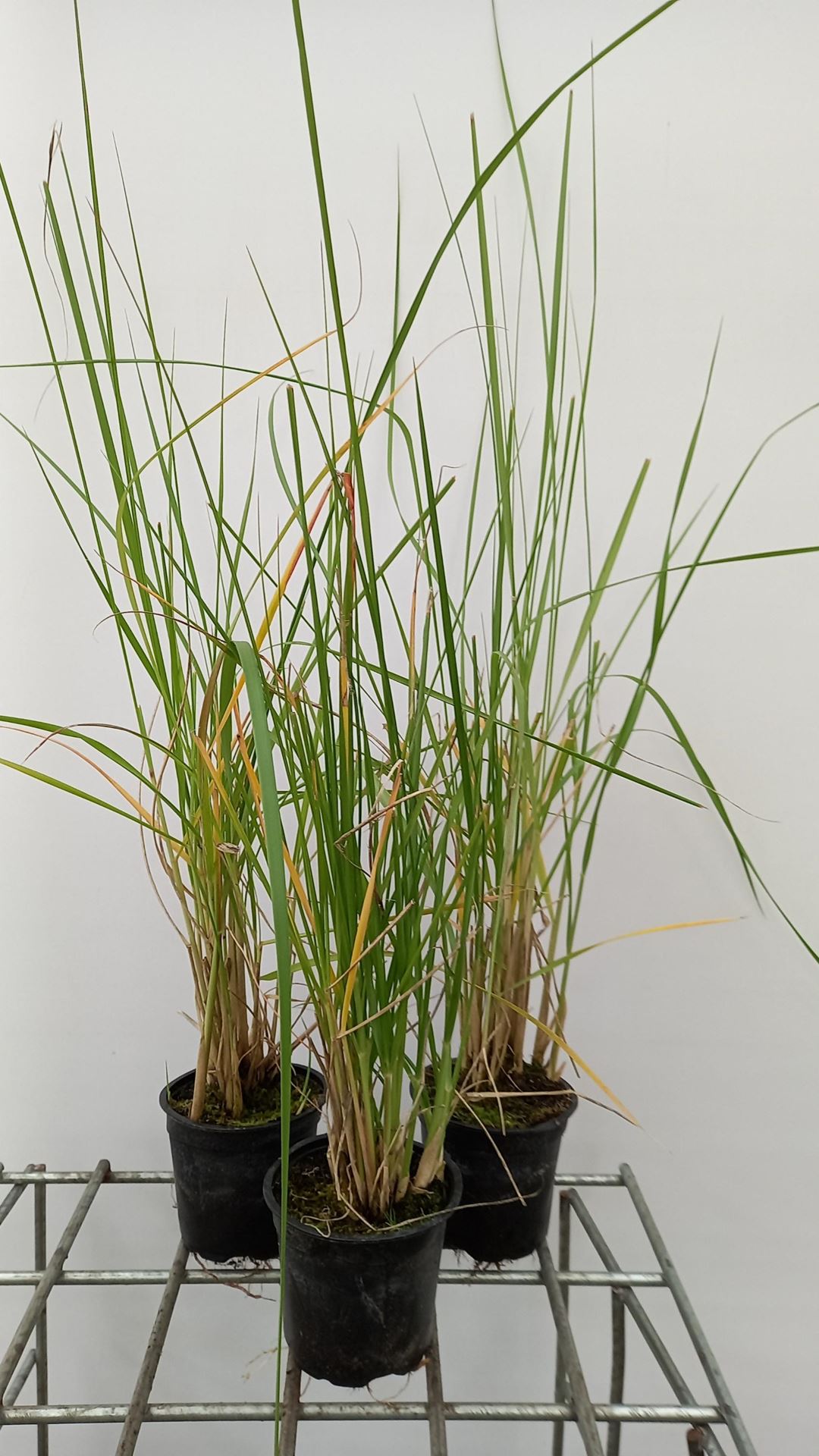 Pennisetum macrourum - pot 9x9 cm - afbeelding