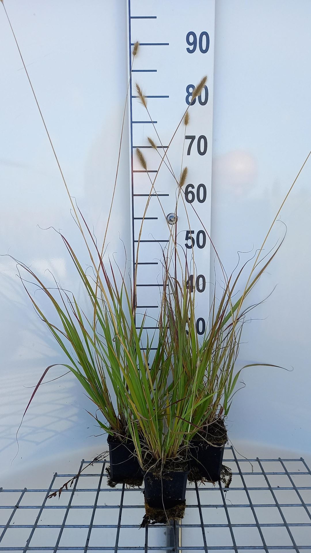 Pennisetum thunbergii'Red Bunny Tails'- pot 9x9 cm afbeelding