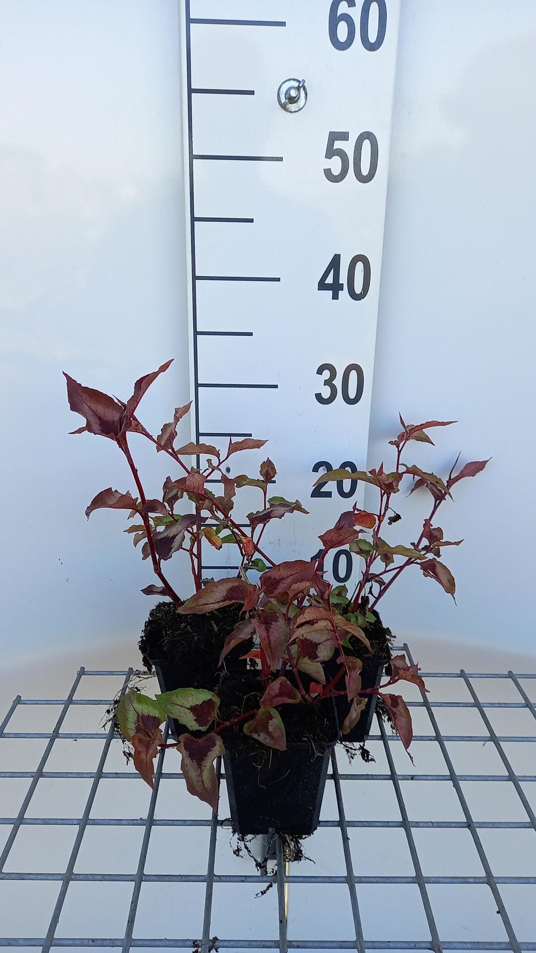 Persicaria microcephala'Red Dragon'- pot 9x9 cm afbeelding