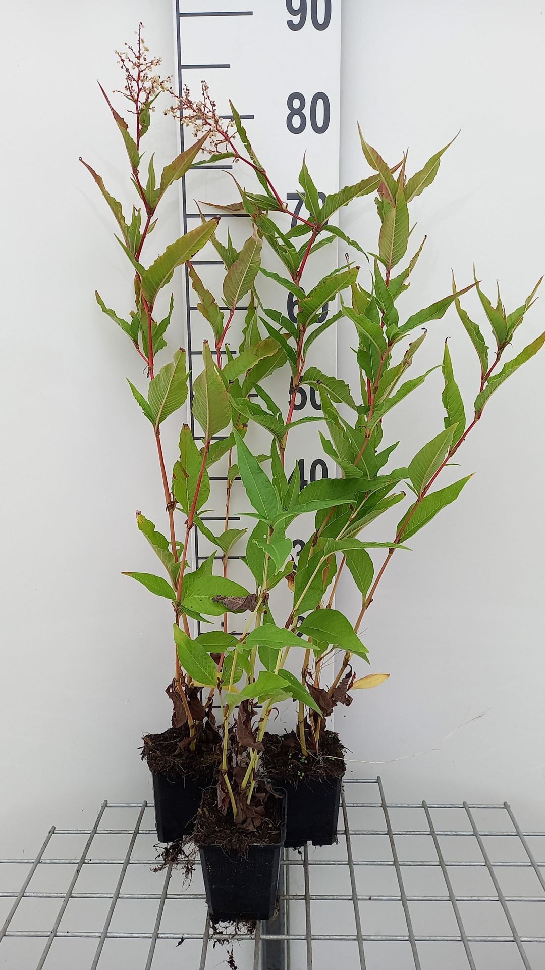 Persicaria polymorpha - pot 9x9 cm - Veelvormige duizenknoop afbeelding