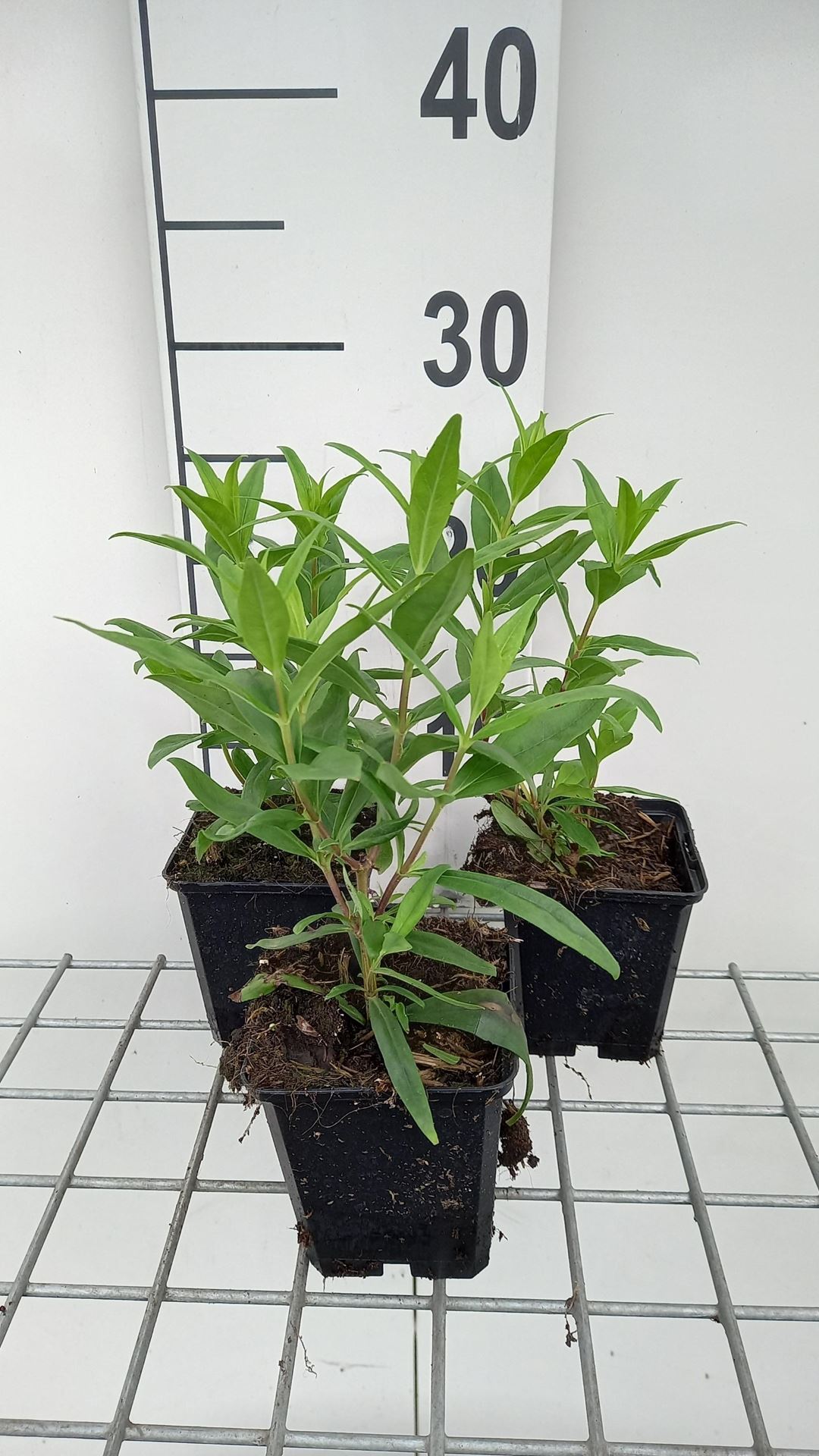 Penstemon'Purple Passion'- pot 9x9 cm afbeelding