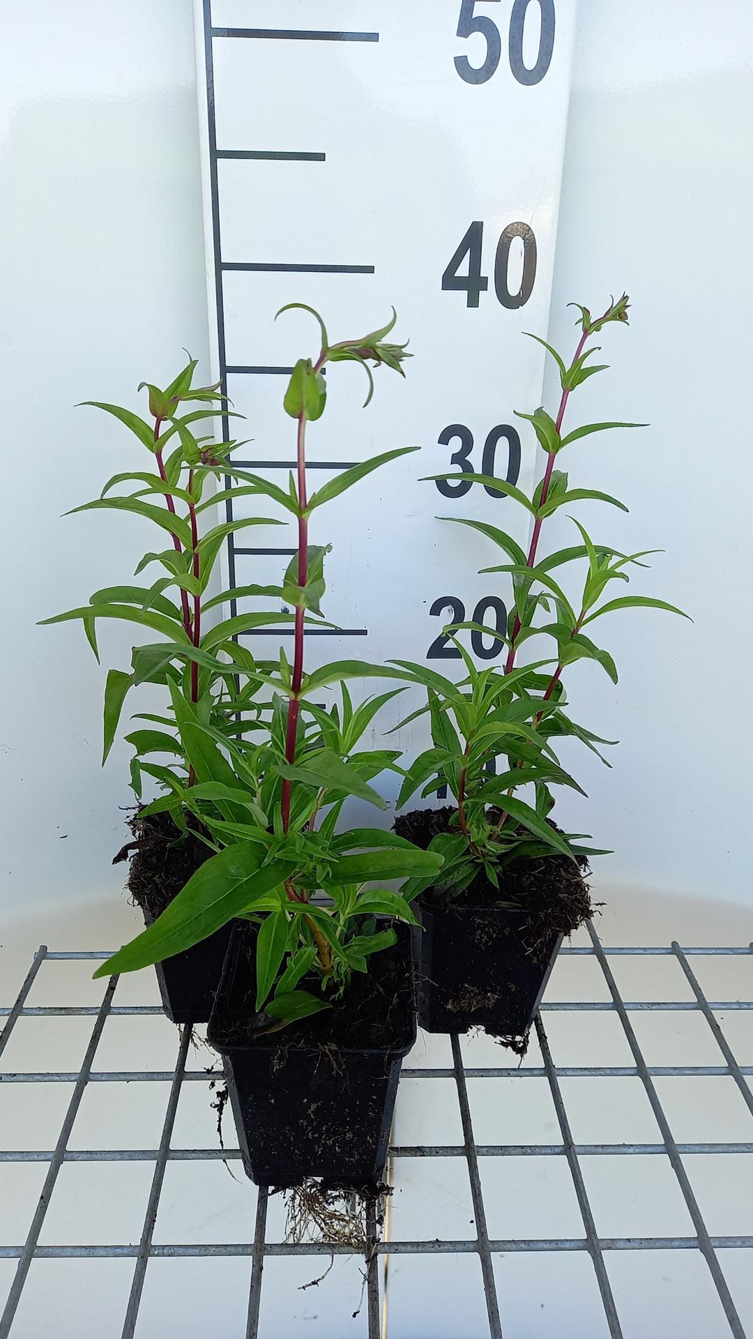 Penstemon'Rich Ruby'- pot 9x9 cm afbeelding