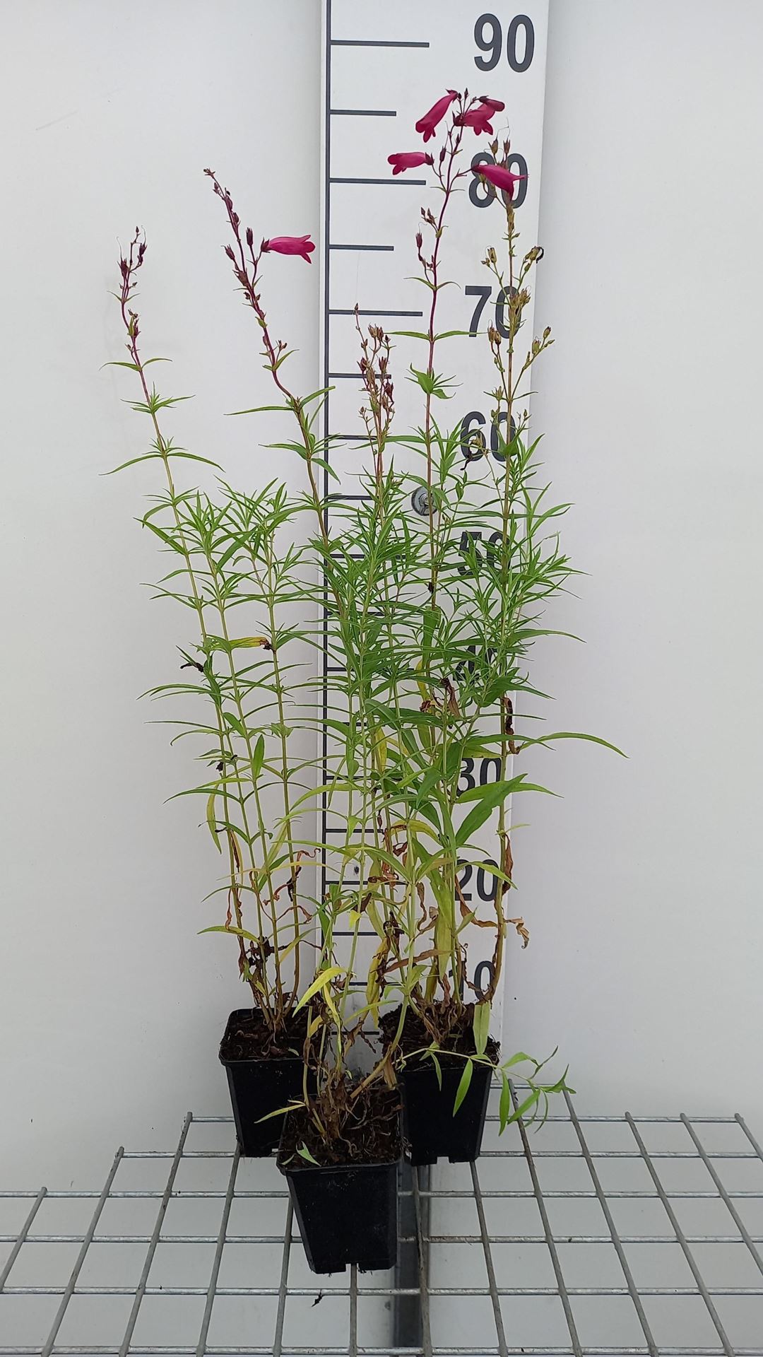 Penstemon'Schoenholzeri'- pot 9x9 cm afbeelding