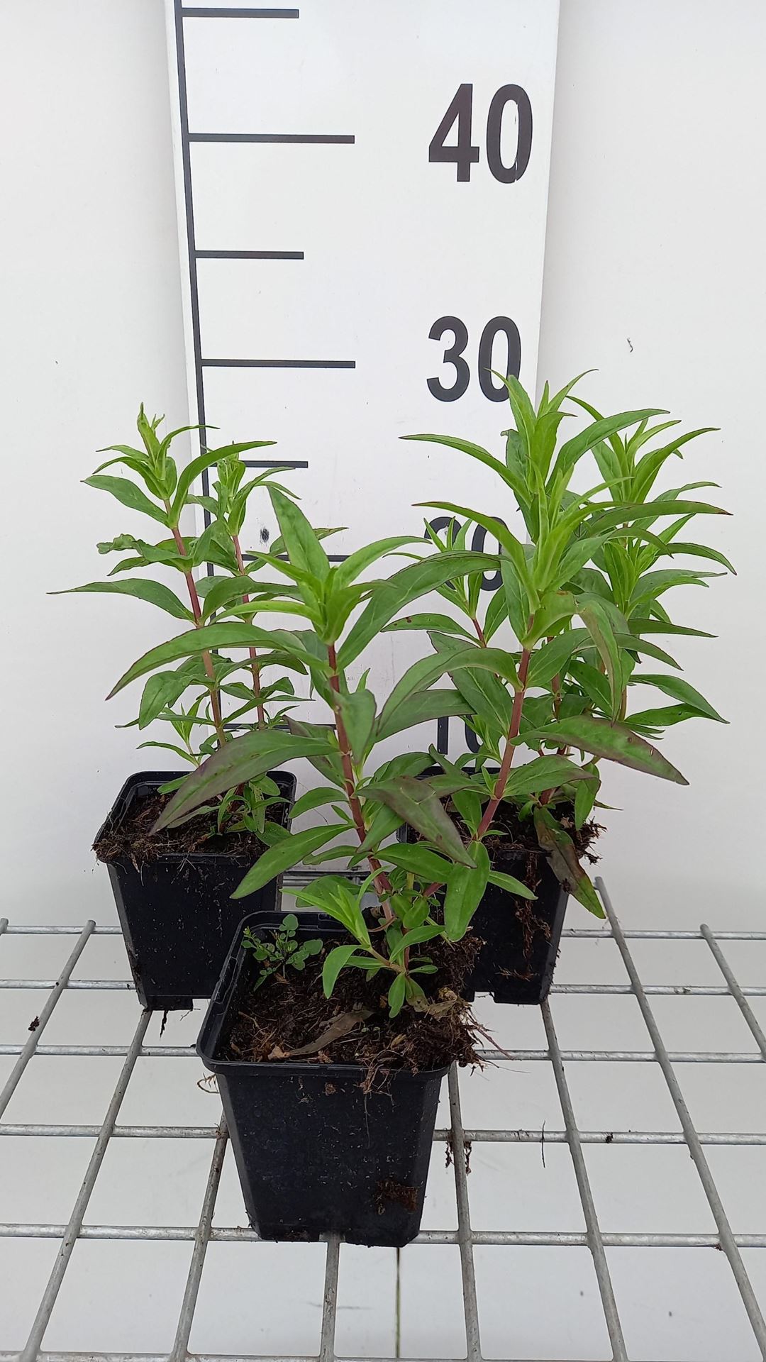 Penstemon'Sour Grapes'- pot 9x9 cm afbeelding