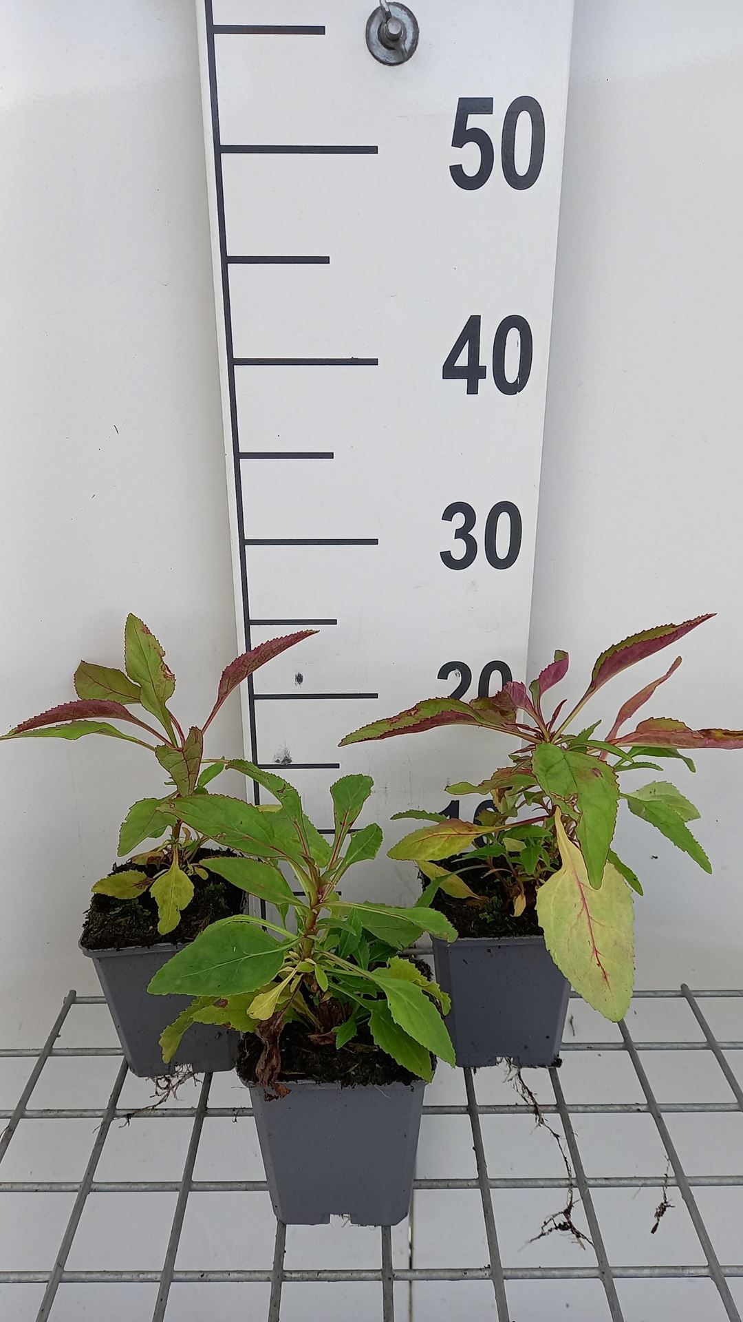 Penstemon'Winter Star'- pot 9x9 cm afbeelding