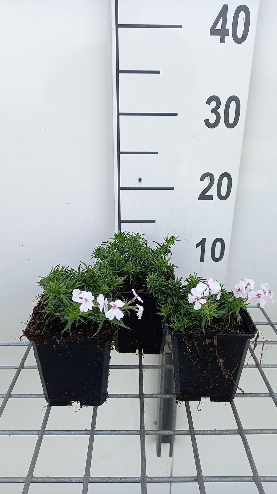 Phlox'Amazing Grace'- pot 9x9 cm - Kruipphlox afbeelding