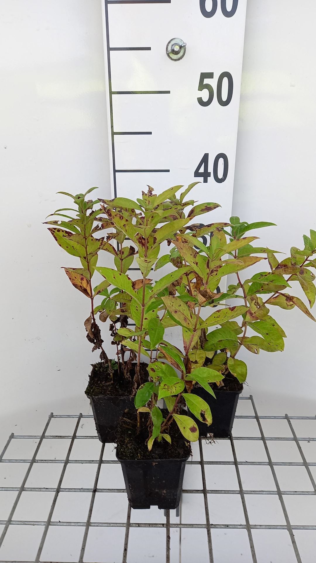 Phlox'Blue Boy'- pot 9x9 cm afbeelding