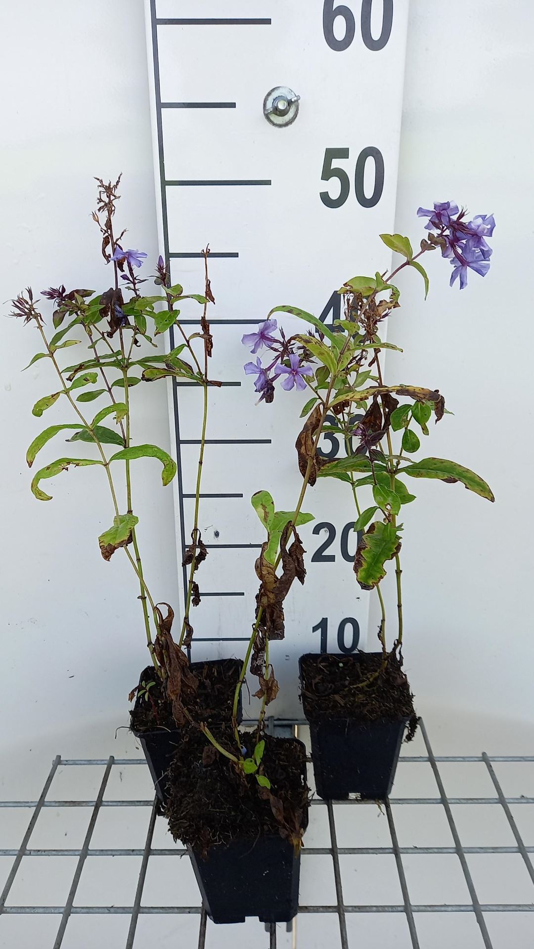 Phlox'Blue Paradise'- pot 9x9 cm afbeelding