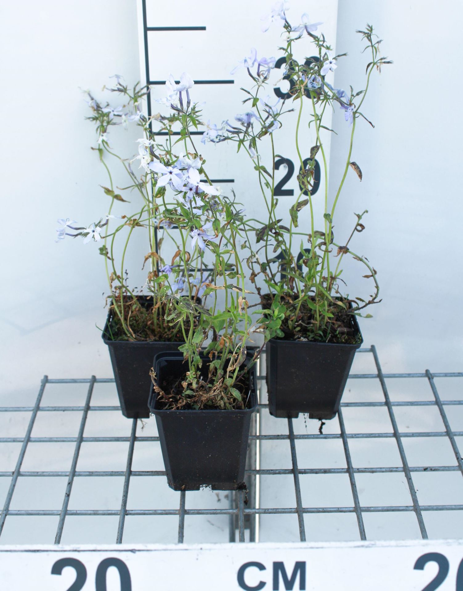 Phlox'Clouds of Perfume'- pot 9x9 cm afbeelding
