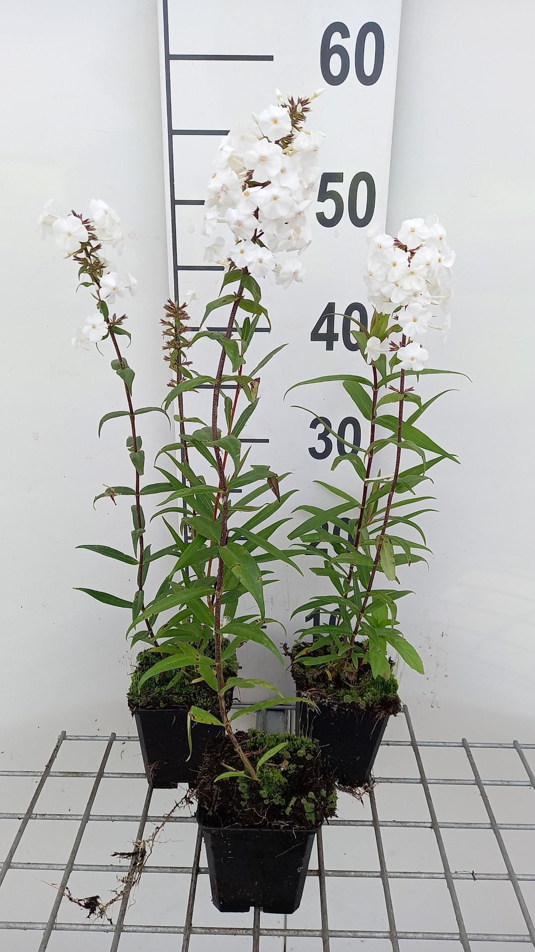 Phlox'Delta'- pot 9x9 cm afbeelding