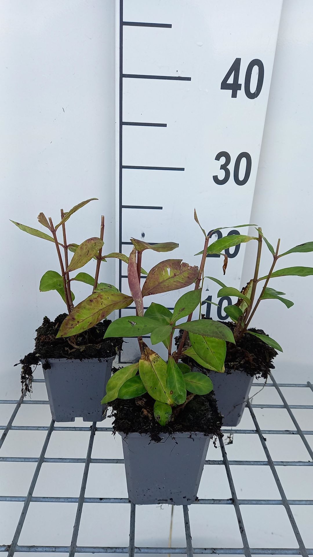 Phlox'Eva Cullum'- pot 9x9 cm afbeelding