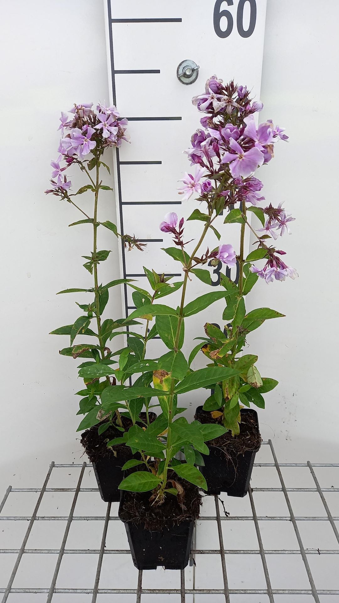 Phlox'Franz Schubert'- pot 9x9 cm - afbeelding