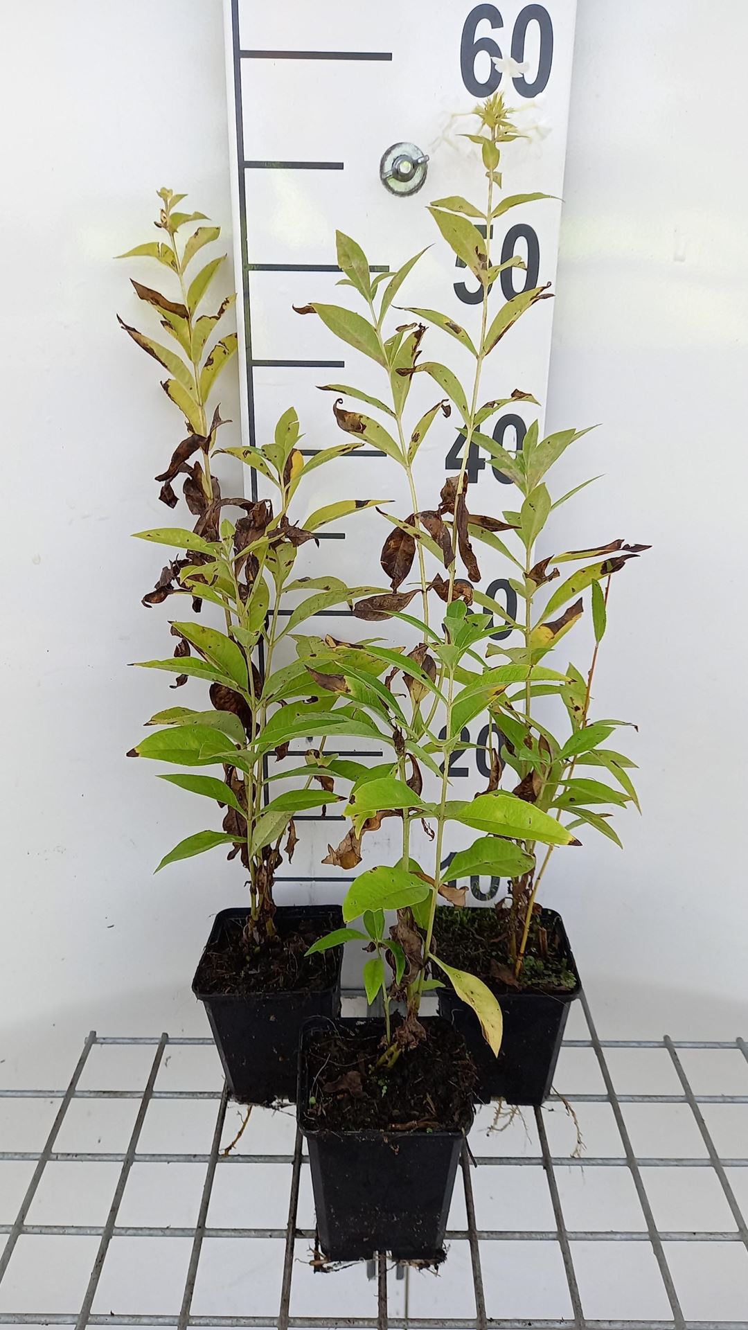 Phlox'Fujiyama'- pot 9x9 cm afbeelding