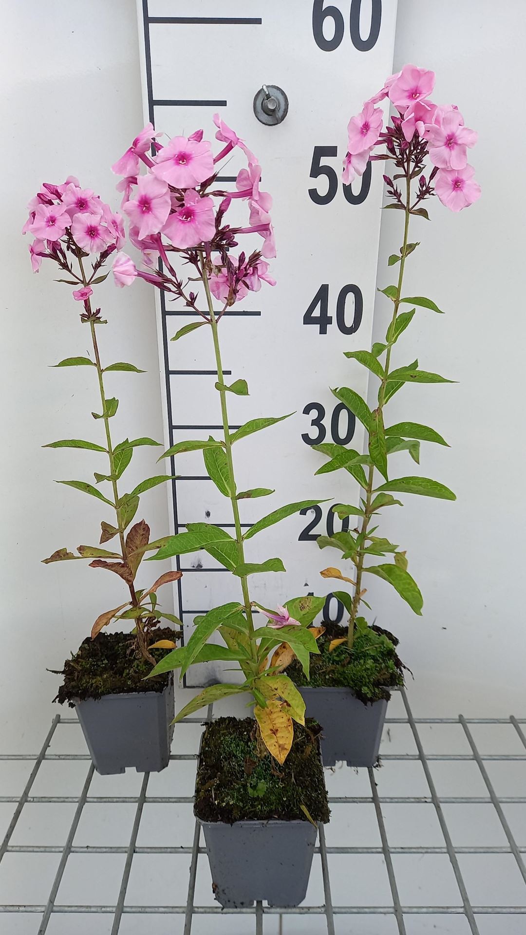 Phlox'Herbstwalzer'- pot 9x9 cm afbeelding