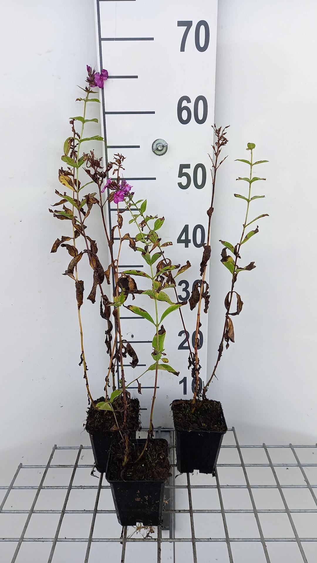 Phlox'The King'- pot 9x9 cm afbeelding