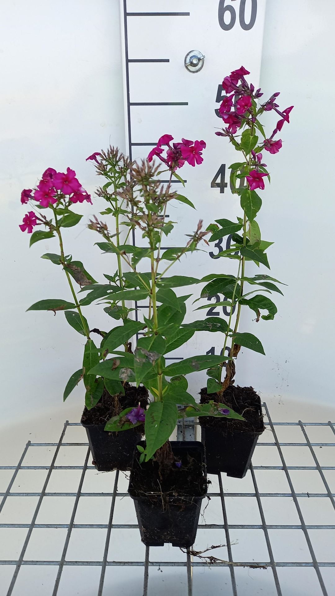 Phlox'Kirchenfürst'- pot 9x9 cm afbeelding