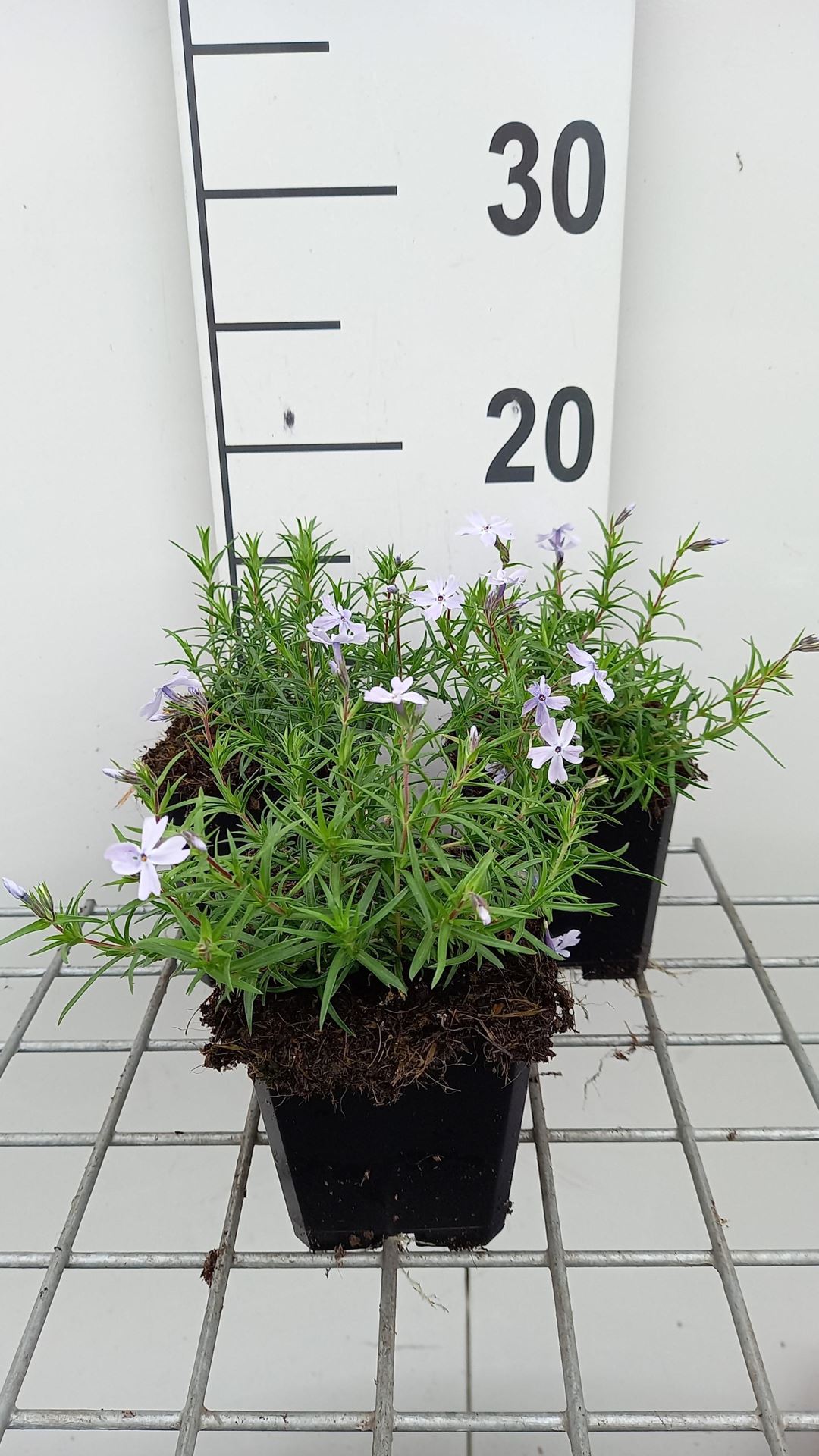 Phlox'G.F. Wilson'- pot 9x9 cm afbeelding