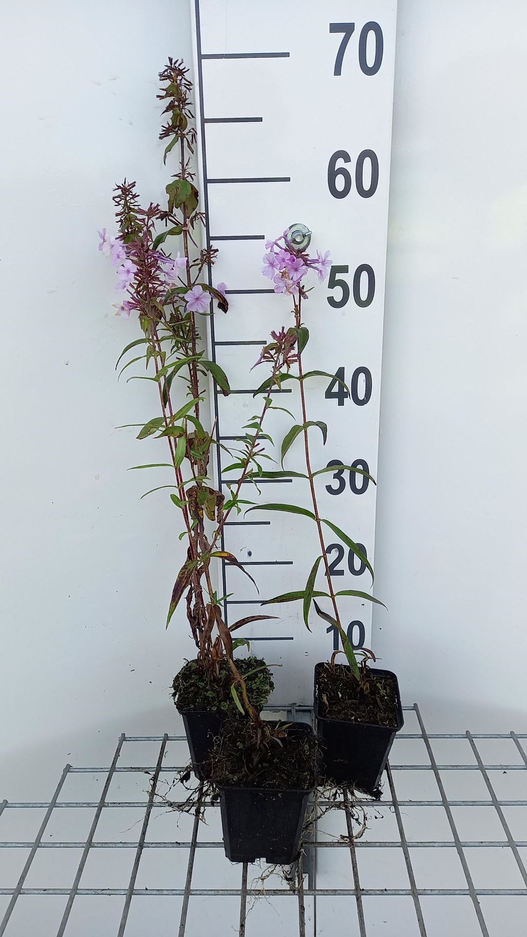 Phlox'Rosalinde'- pot 9x9 cm afbeelding