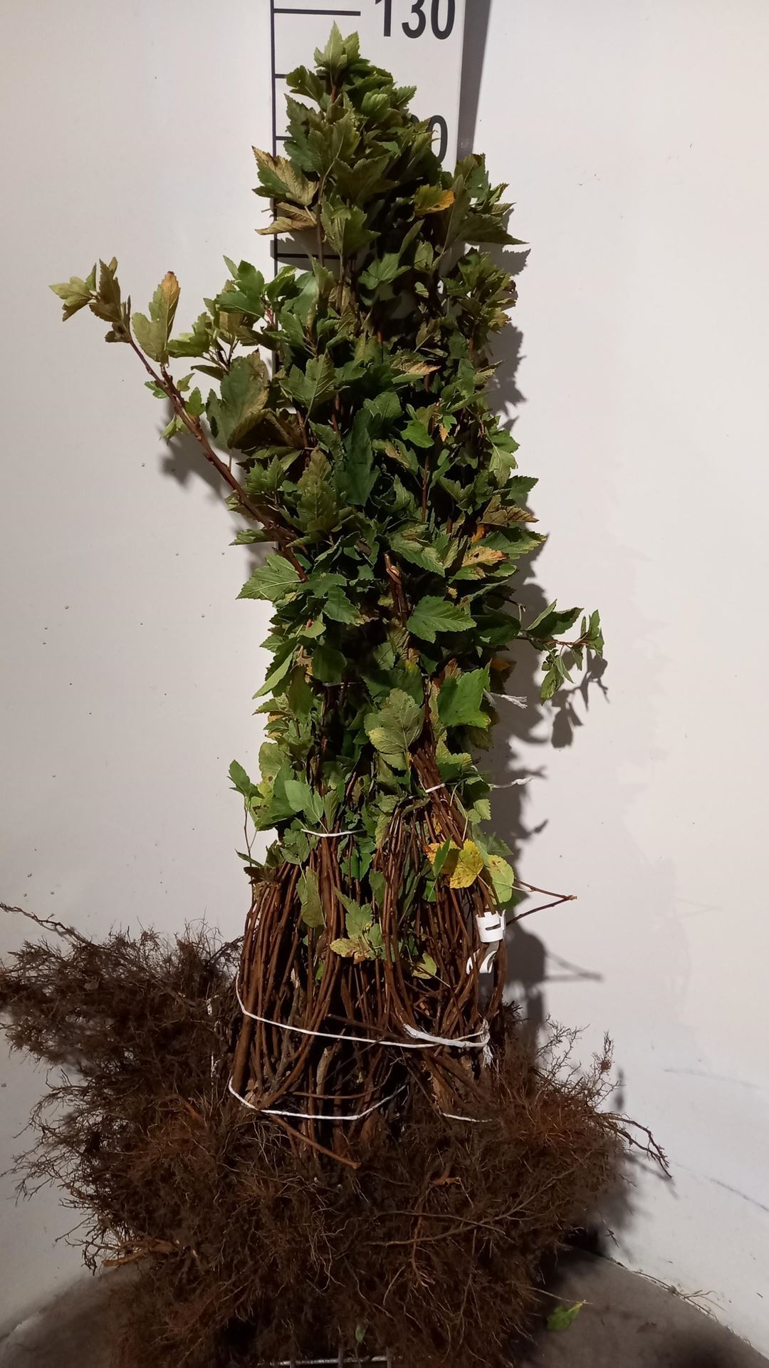 Physocarpus opulifolius - blote wortel - 40-60 cm afbeelding