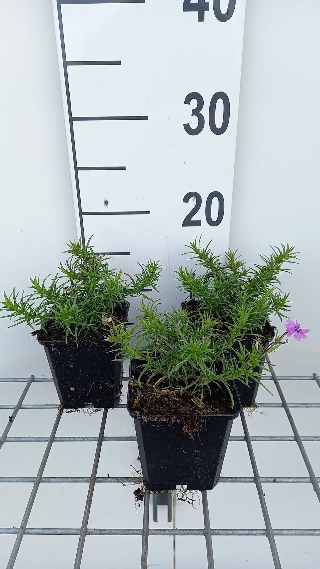 Phlox'Purple Beauty'- pot 9x9 cm - Kruipphlox afbeelding