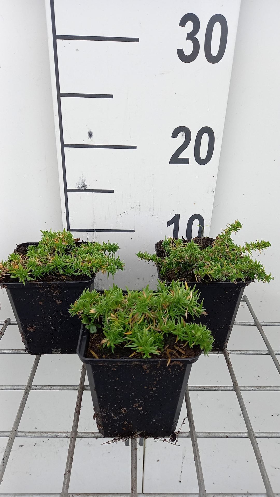 Phlox'Red Admiral'- pot 9x9 cm afbeelding