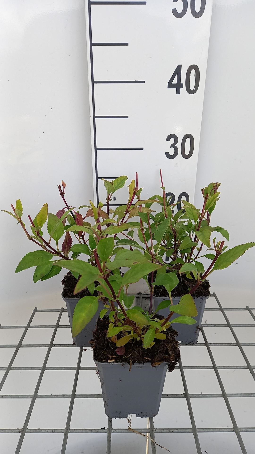 Phygelius x rectus'African Queen'- pot 9x9 cm afbeelding