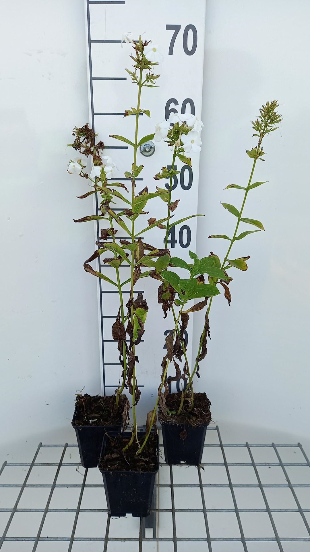 Phlox'Rembrandt'- pot 9x9 cm afbeelding