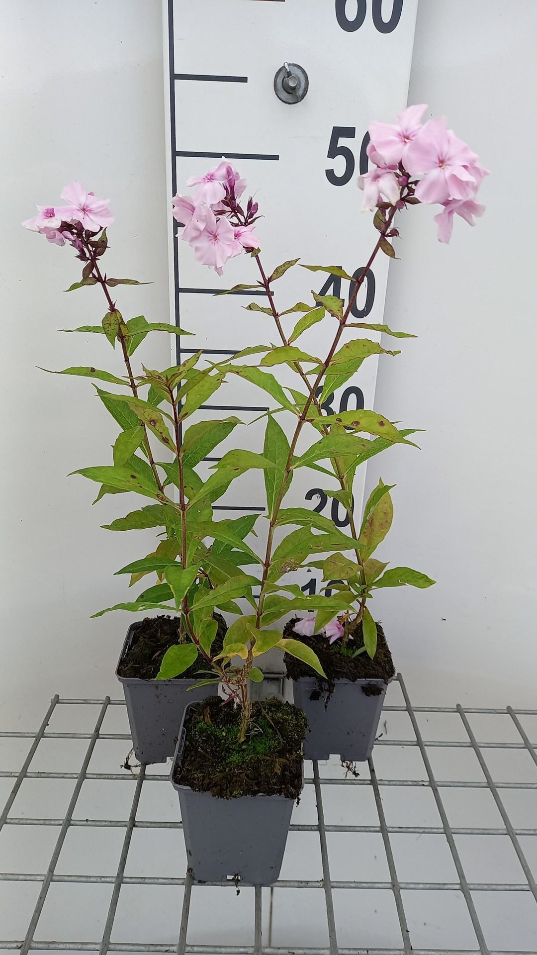 Phlox'Rosa Pastell'- pot 9x9 cm afbeelding