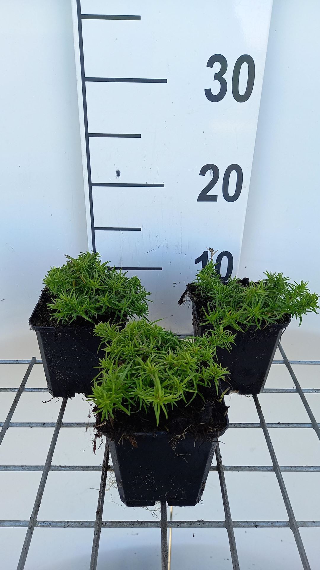 Phlox'Samson'- pot 9x9 cm afbeelding
