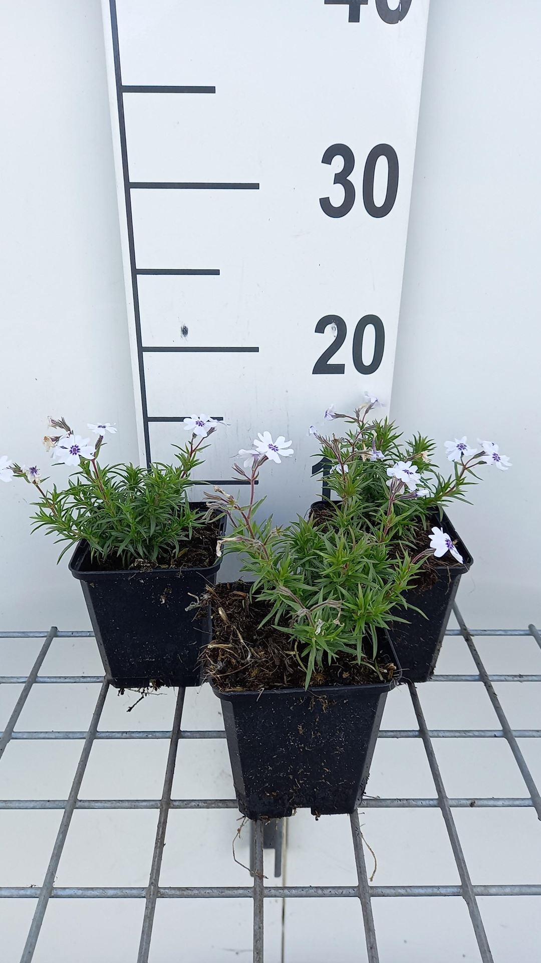 Phlox'Bavaria'- pot 9x9 cm - Moerasanemoon / Doku-dami afbeelding