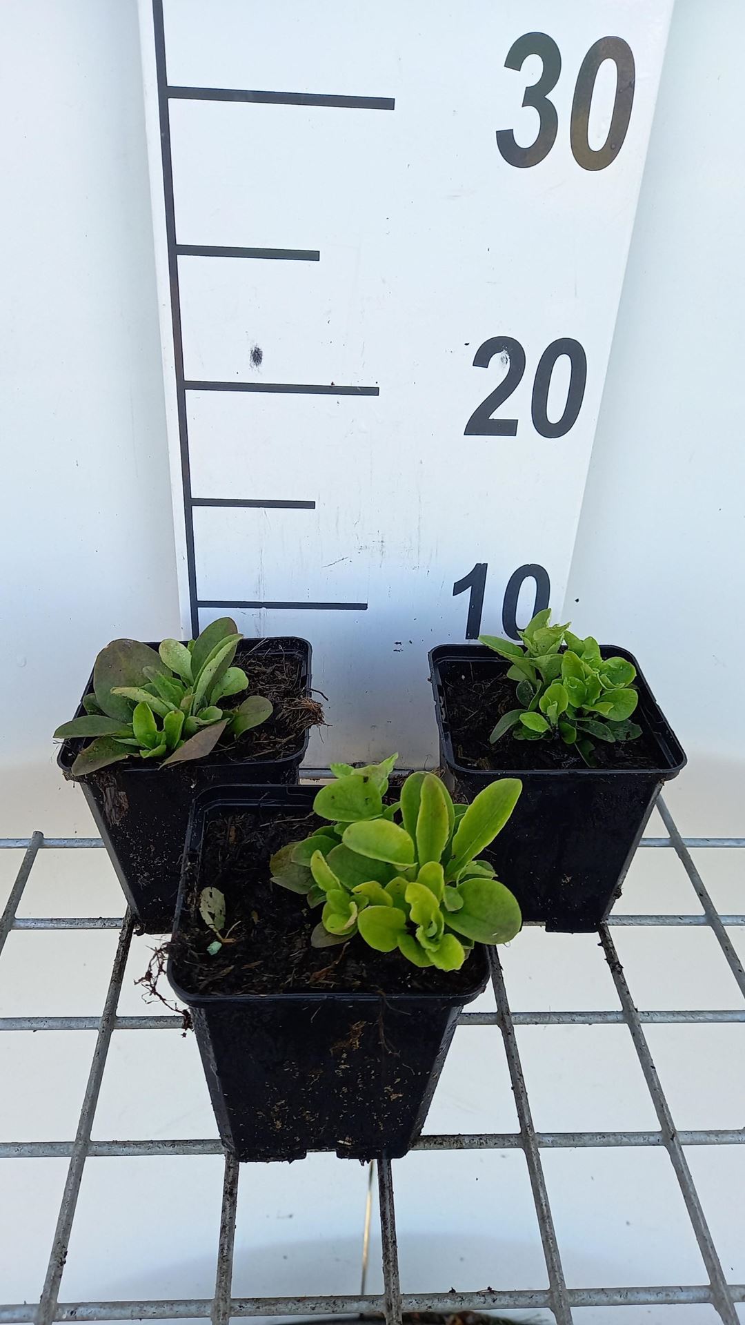 Phlox'Blue Ridge'- pot 9x9 cm afbeelding