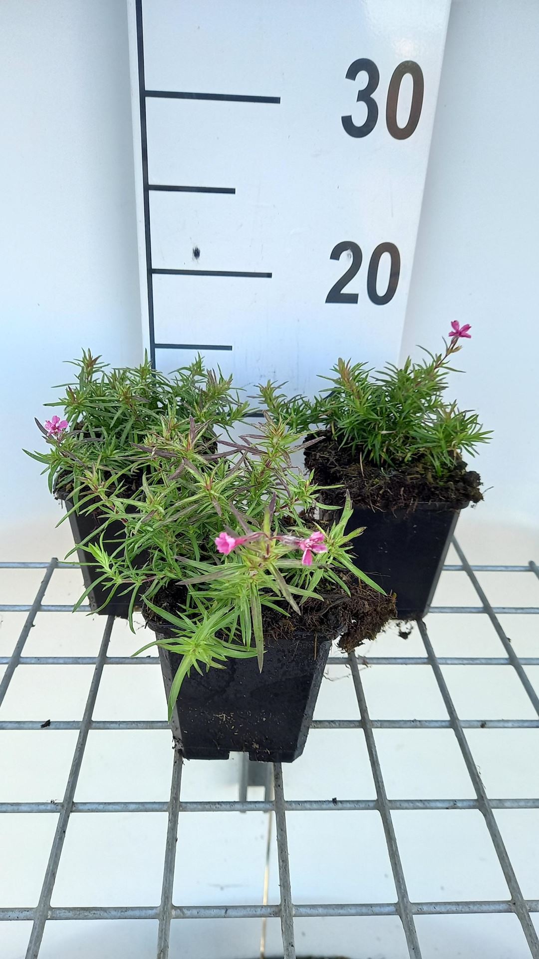 Phlox'Scarlet Flame'- pot 9x9 cm afbeelding