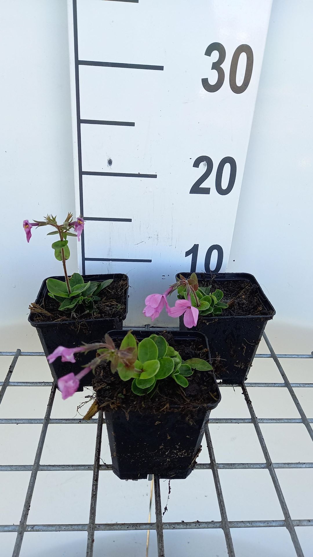Phlox stolonifera'Home Fires'- pot 9x9 cm afbeelding