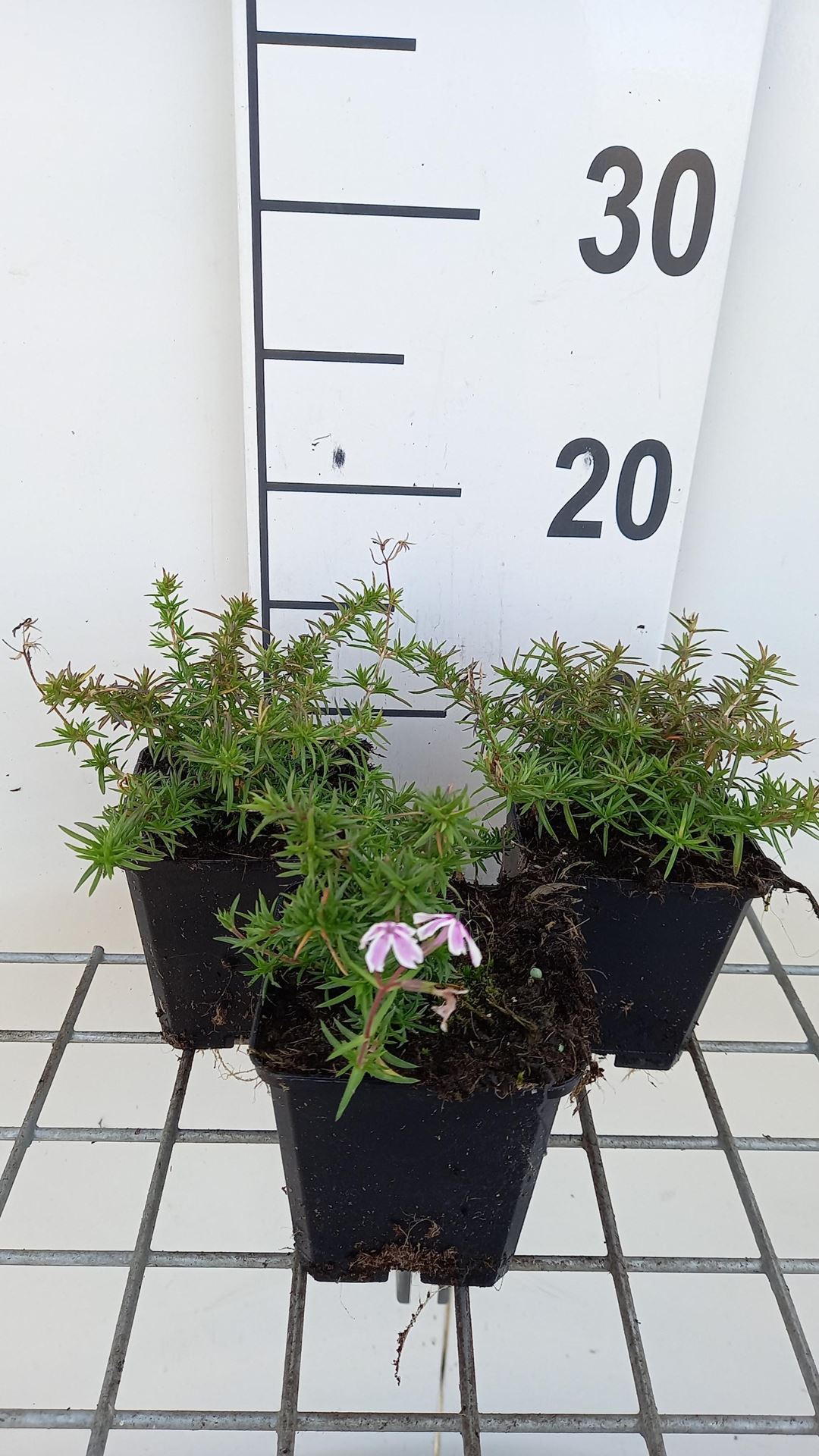 Phlox'Tamaongalei'(Candy Stripes) - pot 9x9 cm afbeelding