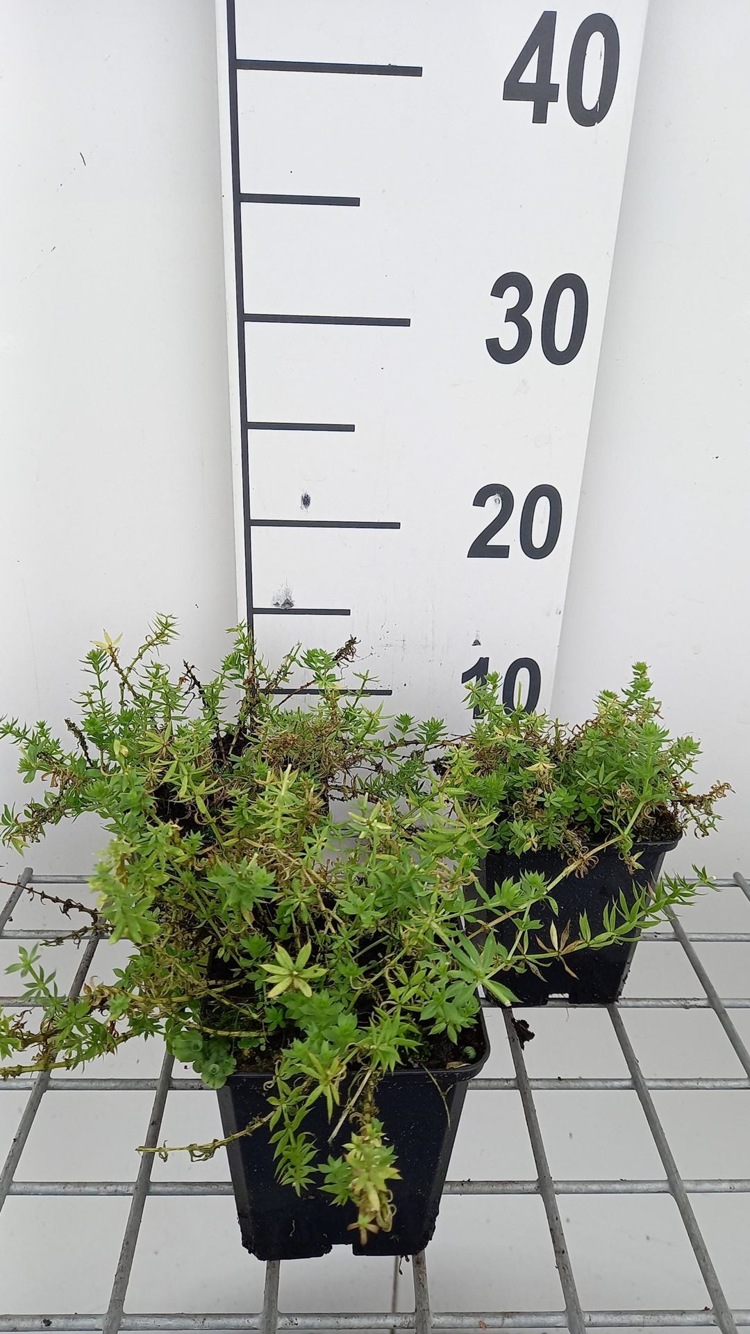 Phuopsis stylosa - pot 9x9 cm - Kruisjesbloem / Perzische kruisjesplant afbeelding