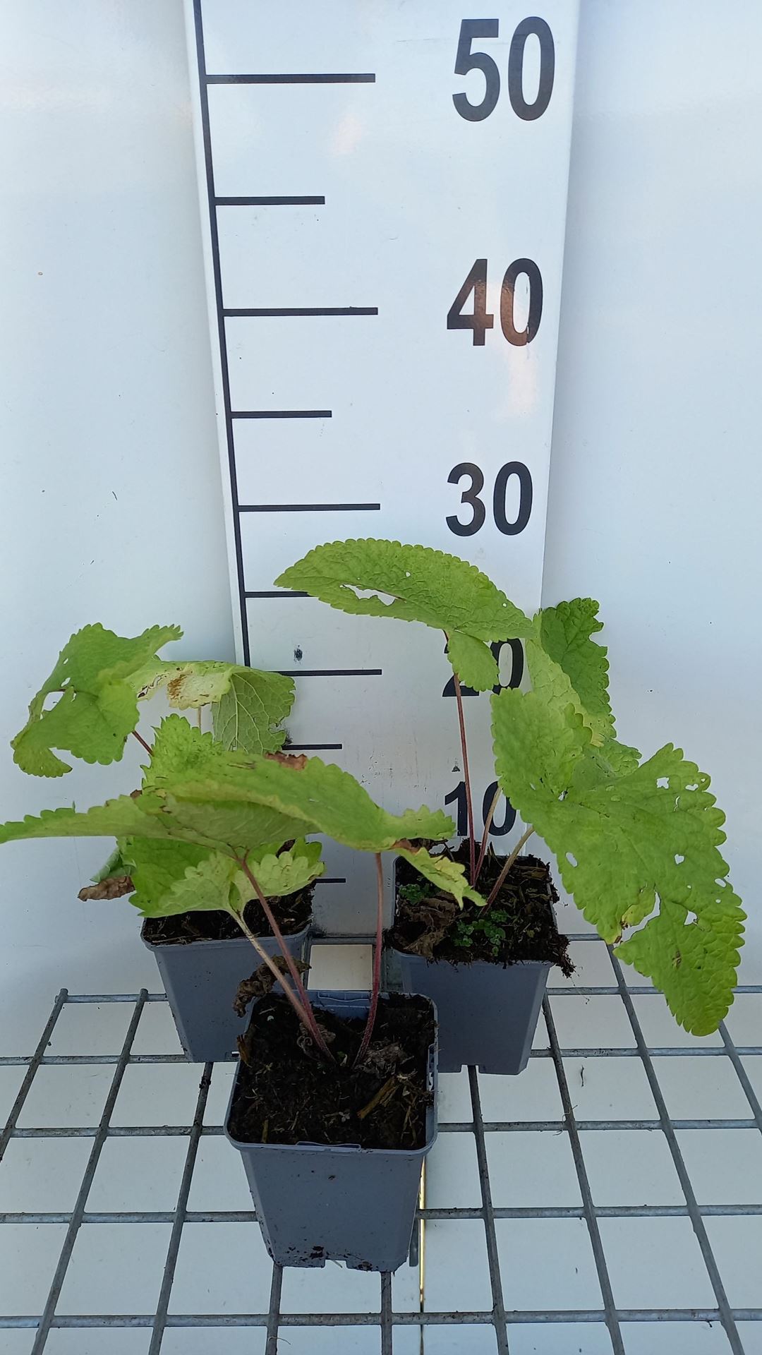 Phlomis tuberosa'Amazone'- pot 9x9 cm - Brandkruid afbeelding