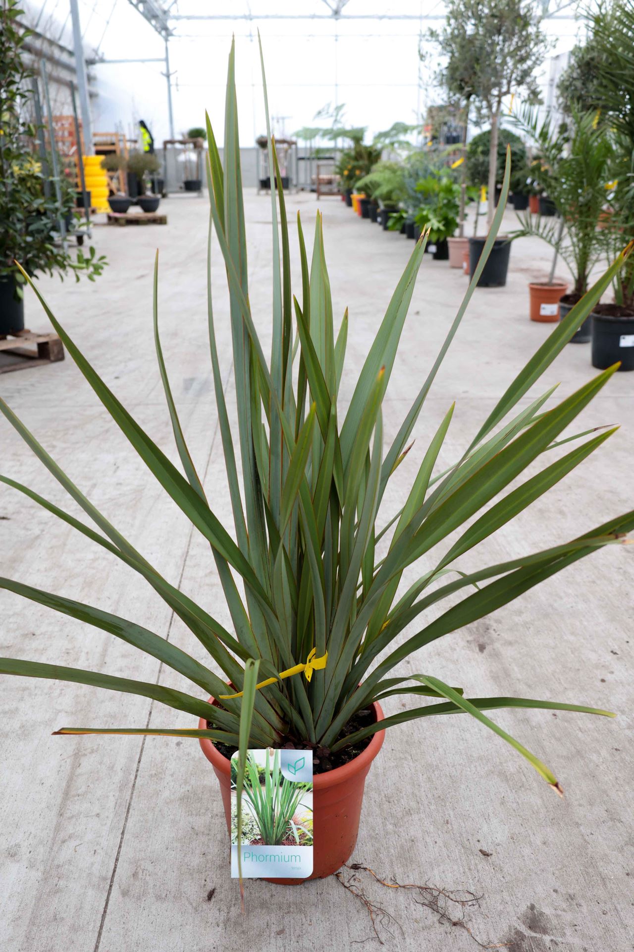 Phormium tenax - pot 10L - 60-80 cm