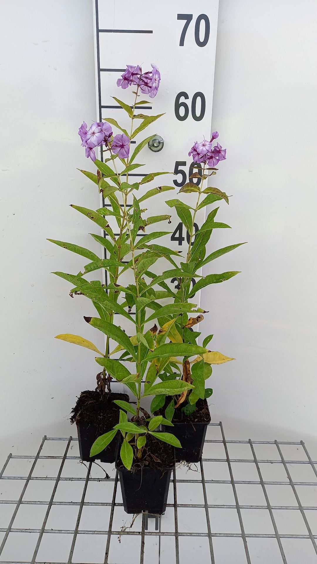 Phlox'Uspech'- pot 9x9 cm afbeelding