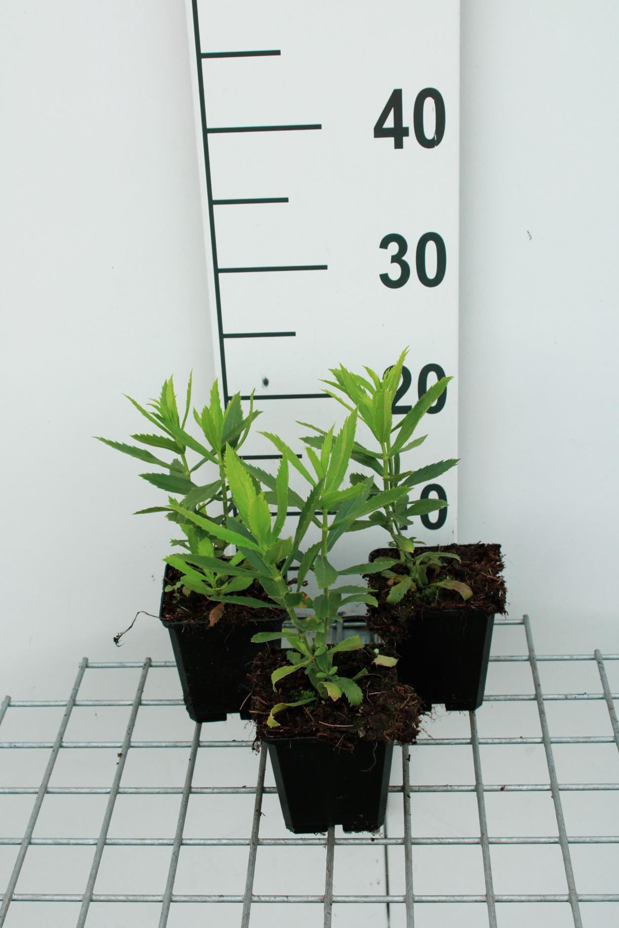 Physostegia virginiana'Vivid'- pot 9x9 cm afbeelding