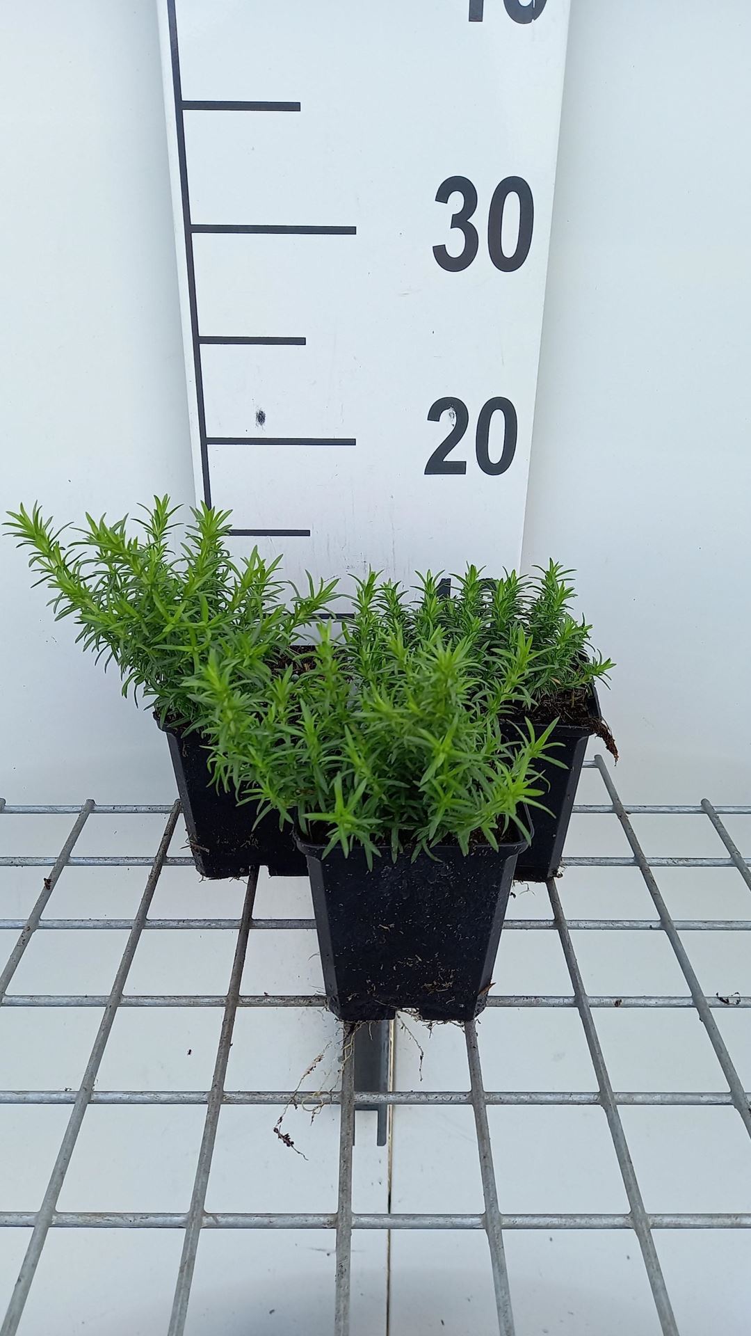 Phlox'White Delight'- pot 9x9 cm afbeelding