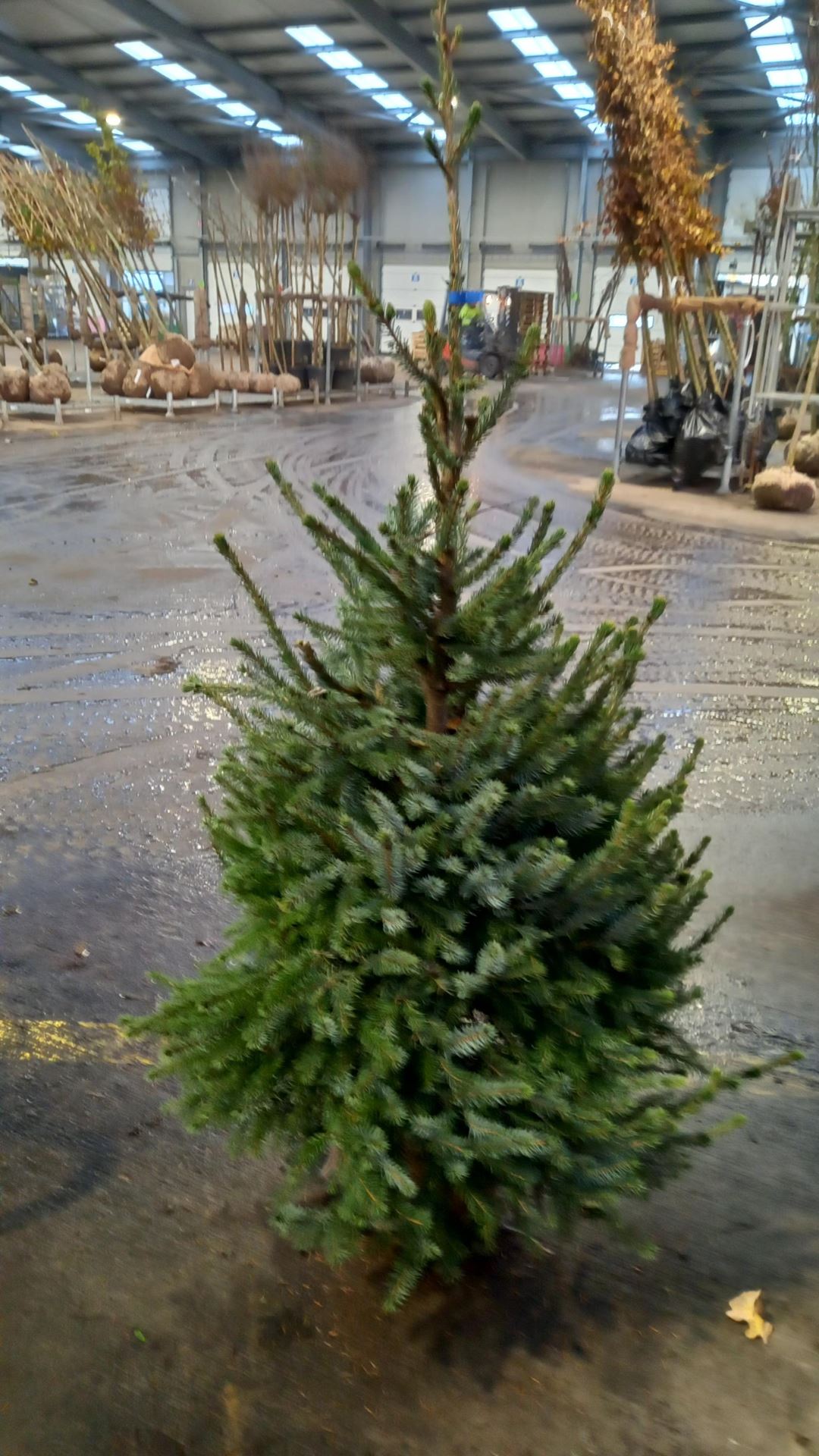 Picea omorika - aardekluit - 125-150 cm - Servische spar / Omorika-spar afbeelding