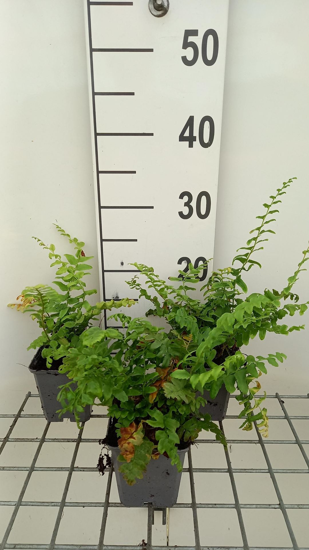 Polystichum acrostichoides - pot 9x9 cm afbeelding