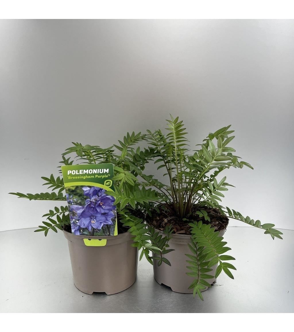 Polemonium yezoense'Polbress'(Bressingham Purple) - pot 9x9 cm afbeelding