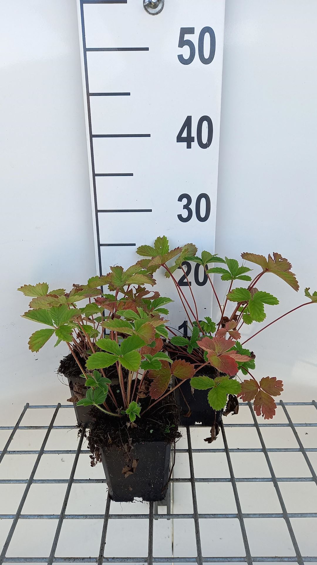 Potentilla'Gibson's Scarlet'- pot 9x9 cm afbeelding