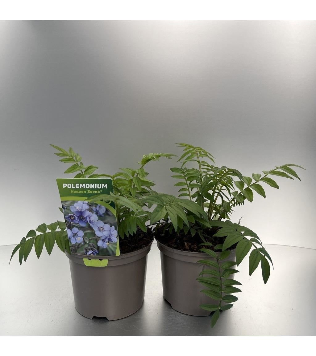 Polemonium'Heaven Scent'- pot 9x9 cm - afbeelding