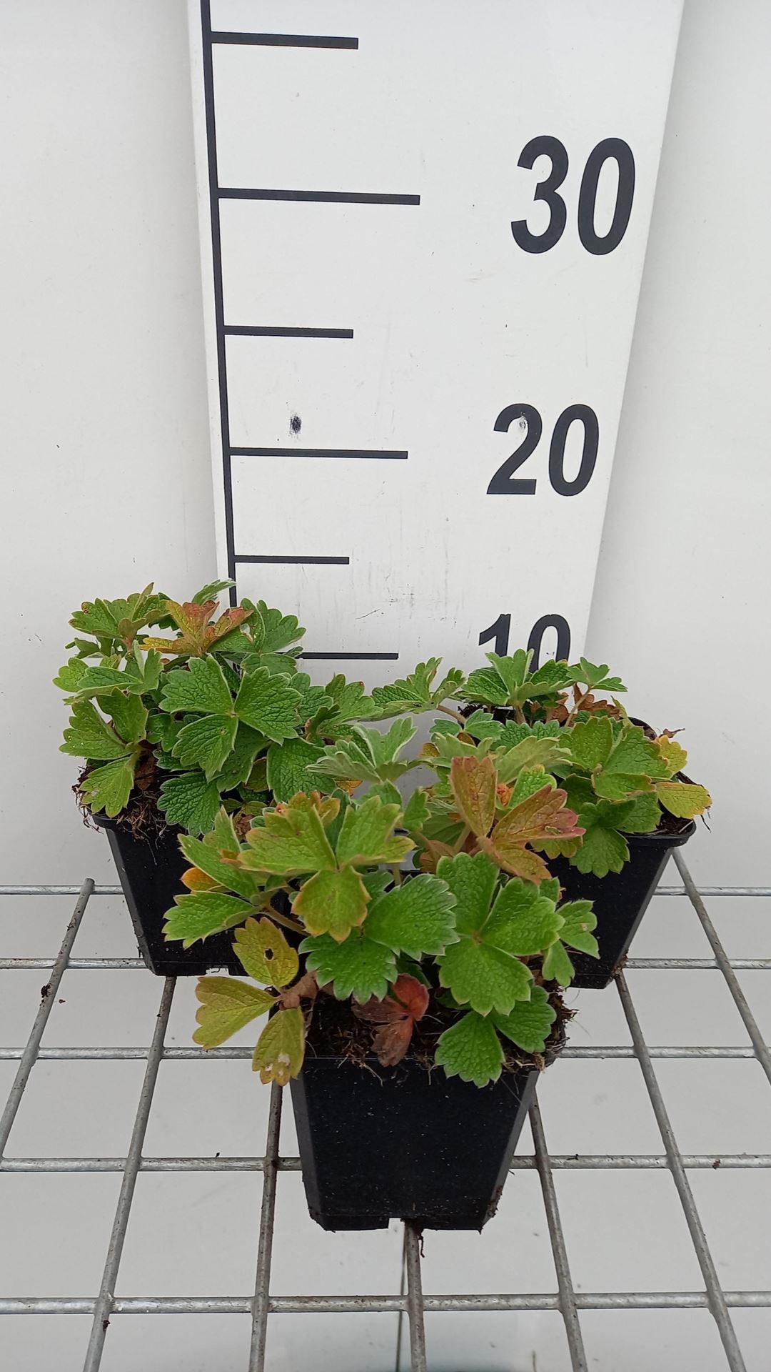 Potentilla megalantha - pot 9x9 cm afbeelding