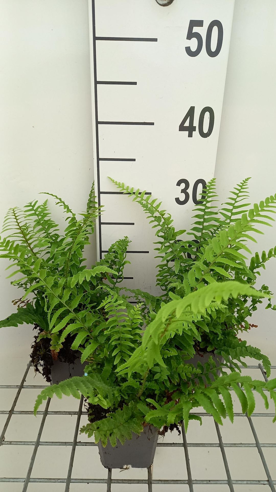 Polystichum munitum - pot 9x9 cm - Zwaardvaren afbeelding