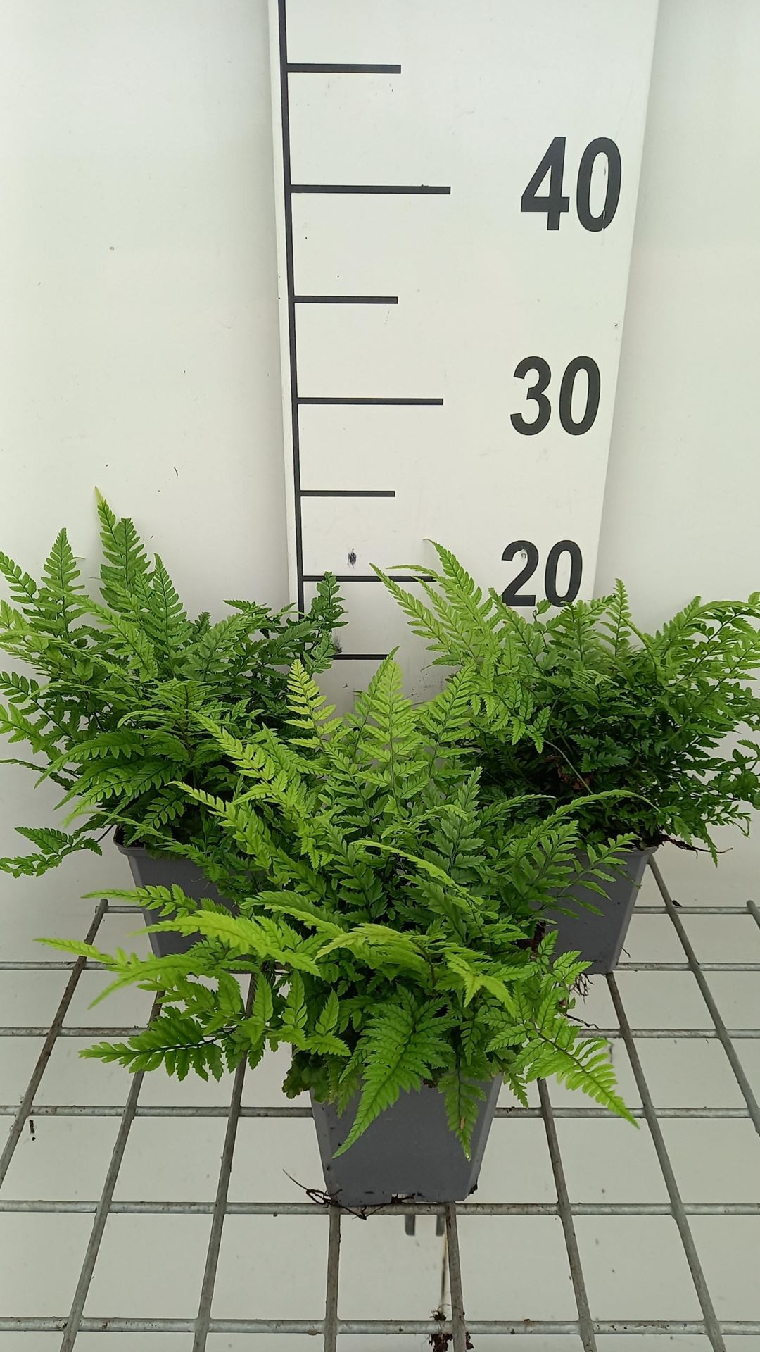 Polystichum tsussimense - pot 9x9 cm - Smalle naaldvaren / Koreaanse rotsvaren afbeelding