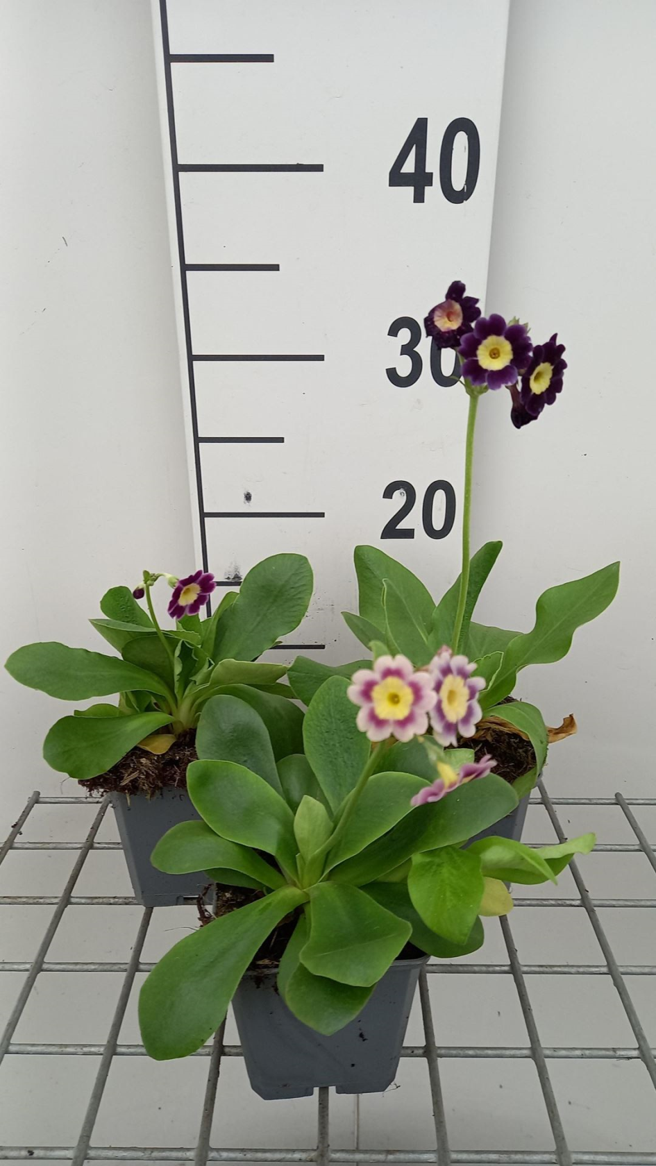 Primula auricula - pot 9x9 cm - afbeelding